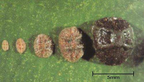 COCCINIGLIA MEZZO GRANO DI PEPE In caso di infestazioni di cocciniglia mezzo grano di pepe (Saissetia oleae) si suggerisce di monitorare attentamente la presenza di neanidi (Fig. 2).