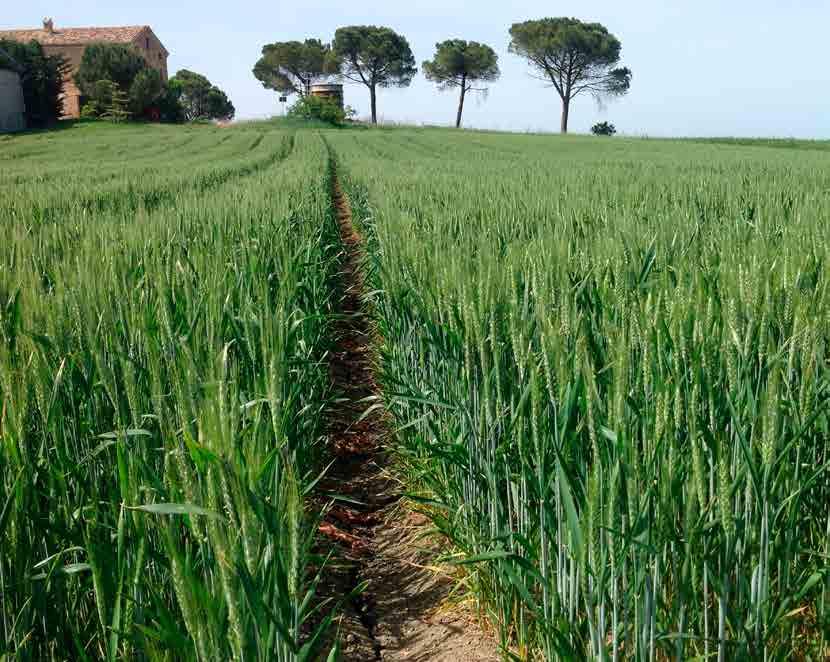 Cereali biologici di qualità #3 Scelta varietale ed interventi agronomici per il miglioramento