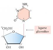 La presenza del gruppo fosfato conferisce all acido nucleico la sua caratteristica acidità. Le cariche negative dei fosfati fanno sì che gli acidi nucleici si comportino come anioni.