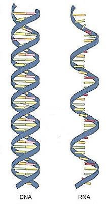 Acidi nucleici Le molecole di RNA sono per lo più formate da un unica catena polinucleotidica che si avvolge a elica su se stessa.