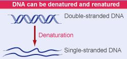 La denaturazione del DNA avviene in un