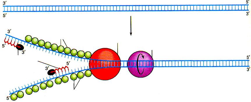 proteine che legano il DNA elicasi L OH libero e quindi l innesco viene sintetizzato dalla primasi che è una RNA