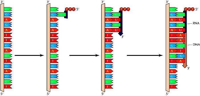 Quando il DNA si srotola, la DNA primasi sintetizza un breve innesco di RNA composto da circa 5-10 nucleotidi Stampo di DNA
