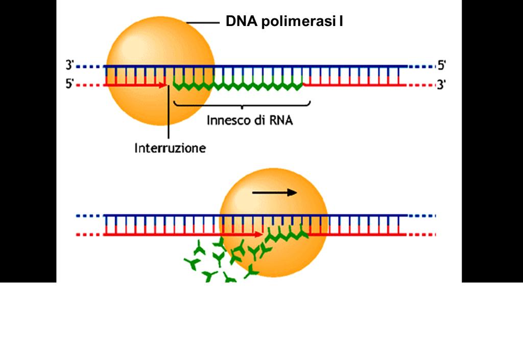 Rimozione dei primers: Dopo aver svolto la loro funzione gli inneschi vengono rimossi da parte della DNA polimerasi
