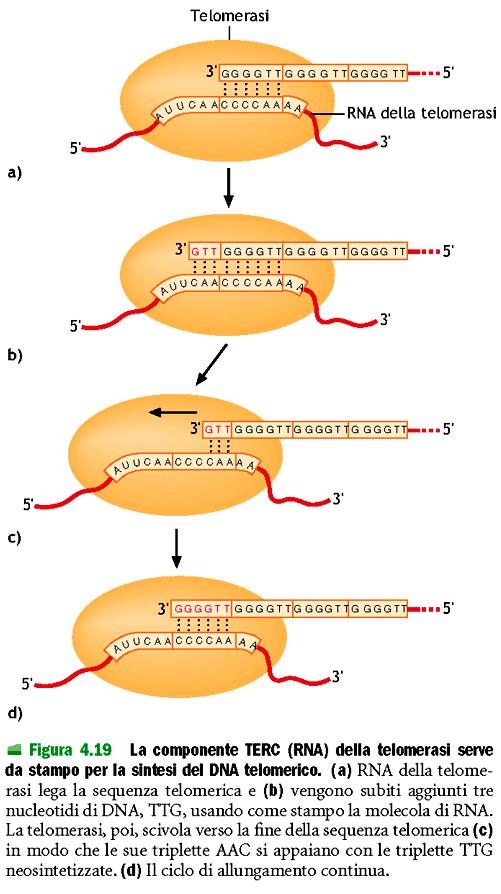 3. La telomerasi previene l accorciamento del filamento lento dovuta alla linearità dei cromosomi negli eucarioti La telomerasi è