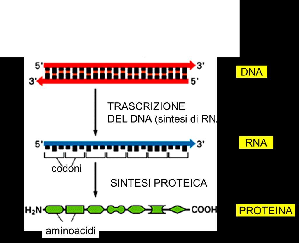 Caratteristiche generali della trascrizione La trascrizione, cioè la formazione di uno specifico RNA a partire da uno