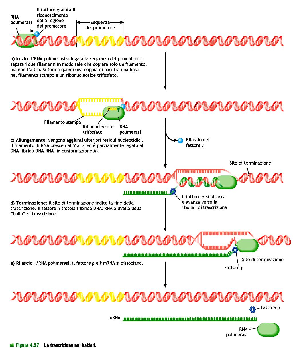 La terminazione della trascrizione : implica il distacco delle catena di RNA dovuto a una certa struttura