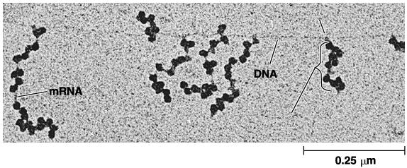 ribosomi DNA RNA polimerasi polipeptide RNAm