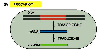 messaggero è intatto) prima di esportare l RNA dal nucleo per tradurlo in proteina.