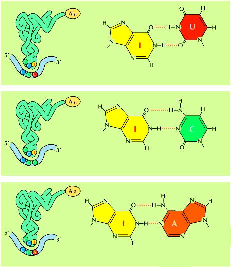 Appaiamento non standard tra codone e anticodone Appaiamento non standard dell alanina RNAt Modificazione della guanosina in inosina degli anticodoni di parecchi trna durante la maturazione.