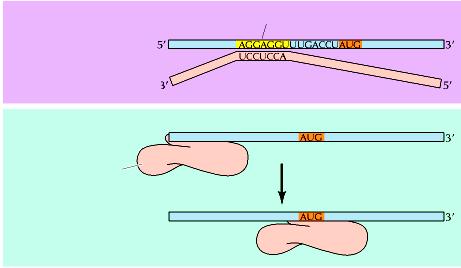 Allineamento dell RNAm alla subunità minore dei ribosomi RNAm procariotico Sequenza Shine-Dalgarno
