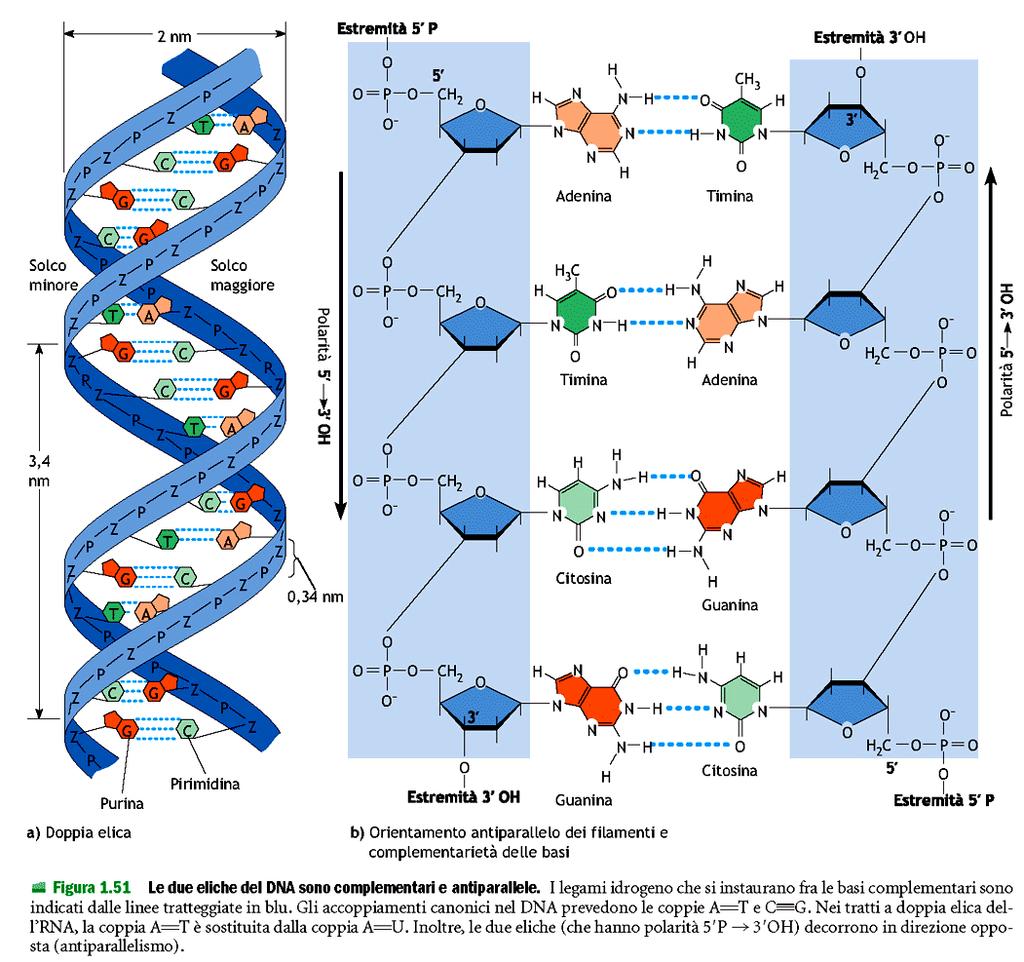 Il DNA è una doppia elica formata due filamenti appaiati secondo il principio di appaiamento delle basi