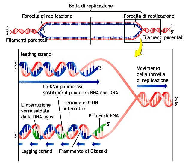 Replicazione del DNA nei procarioti: Inizio Inizio della replicazione in oric