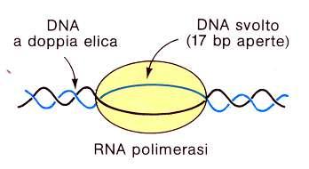 LA SINTESI DI RNA DA PARTE DELL RNA POLIMERASI IN E.