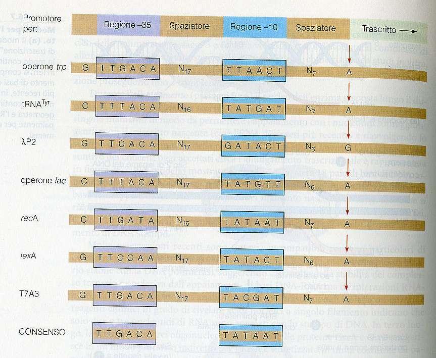 La trascrizione inizia a livello dei siti promotori presenti sullo