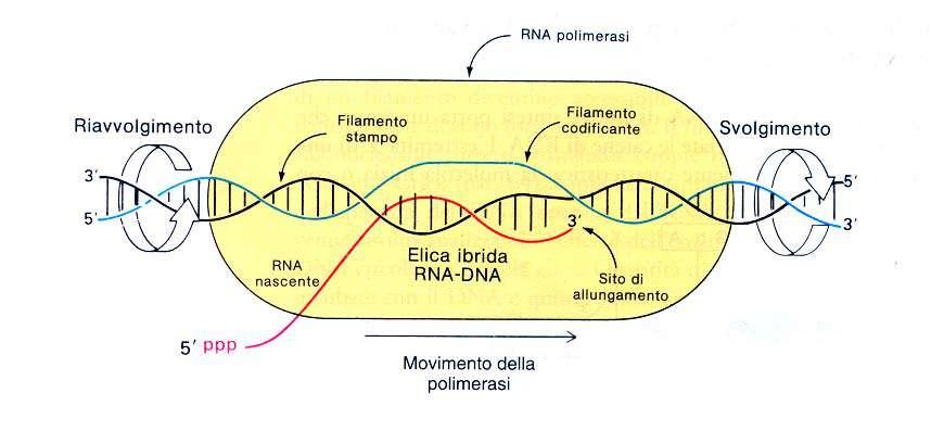 L ALLUNGAMENTO AVVIENE A LIVELLO DI BOLLE DI TRASCRIZIONE CHE SI MUOVONO LUNGO LO STAMPO DI DNA - Dopo la formazione del primo legame fosfodiestere, l enzima perde la subunità ed il nucleo dell