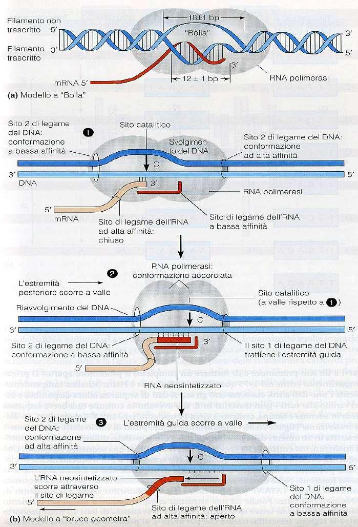 a) Modello tradizionale in cui la bolla di trascrizione, formata dalla RNA polimerasi, avanza in modo continuo ed il trascritto si appaia con le basi