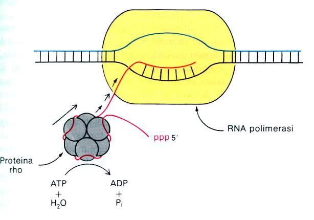 ALCUNE PROTEINE SONO COINVOLTE NELLA FASE DI TERMINAZIONE La proteina (rho rho) è un esamero che si lega solo all RNA a singolo filamento (72 nucleotidi) con conseguente idrolisi di ATP.