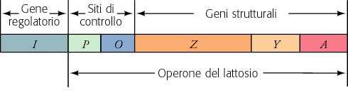 L mrna POLIGENICO DI UNA CELLULA PROCARIOTICA Nei genomi dei procarioti, i geni che codificano per proteine correlate sono spesso organizzati in gruppi che vengono