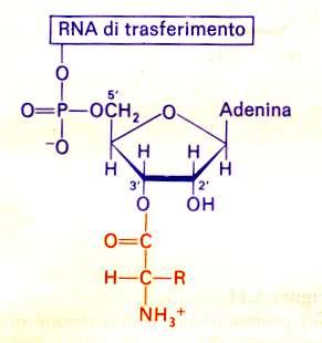 L RNA TRANSFER È L ADATTATORE NELLA SINTESI PROTEICA - Il trna contiene un sito di attacco per l amminoacido ed un sito di riconoscimento per il filamento stampo dell mrna, - il trna lega un