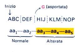 IL CODICE GENETICO A) Numero di basi per unità del codice: Un codice a 1 base potrebbe specificare solo quattro tipi di aminoacidi.