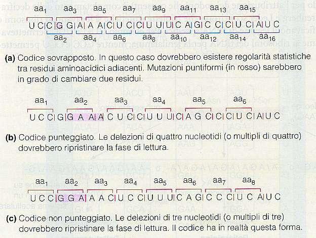 TRE TIPI POSSIBILI DI CODICE GENETICO Il codice genetico é un