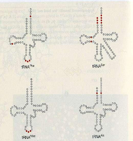 LE SINTETASI RICONOSCONO I LORO trna ATTRAVERSO: 1) l ansa dell anticodon, 2) frammenti specifici di trna riconosciuti dalle sintetasi