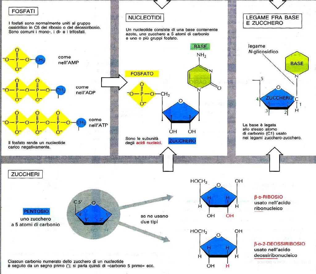 NUCLEOSIDI E