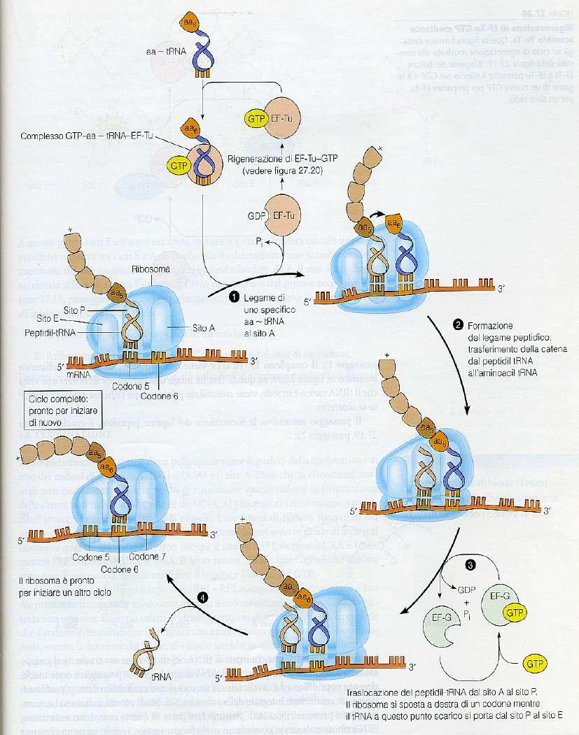 L ALLUNGAMENTO La catena polipeptidica nascente nel sito P viene trasferita all aminoacil trna appena
