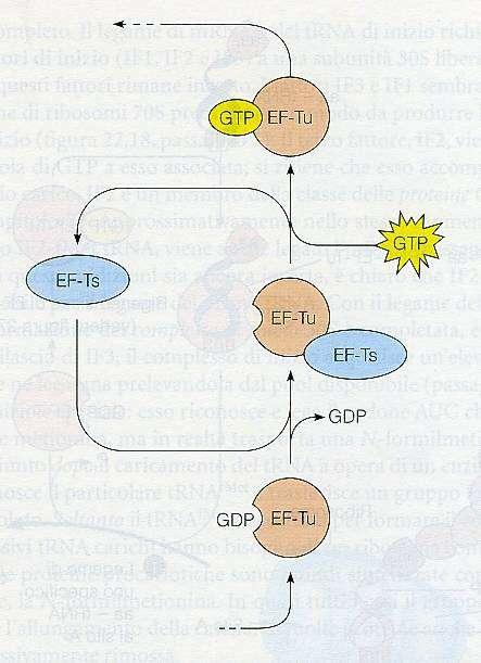 IL CICLO DI REAZIONE DEL FATTORE DI ALLUNGAMENTO Tu (EF-Tu) Il legame del fattore EF-Ts a EF-Tu permette anche il legame di un nuovo GTP, per