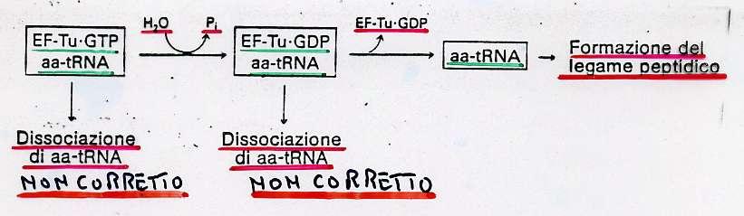 LA FEDELTÀ DELLA SINTESI PROTEICA La correzione dell amminoacil trna che