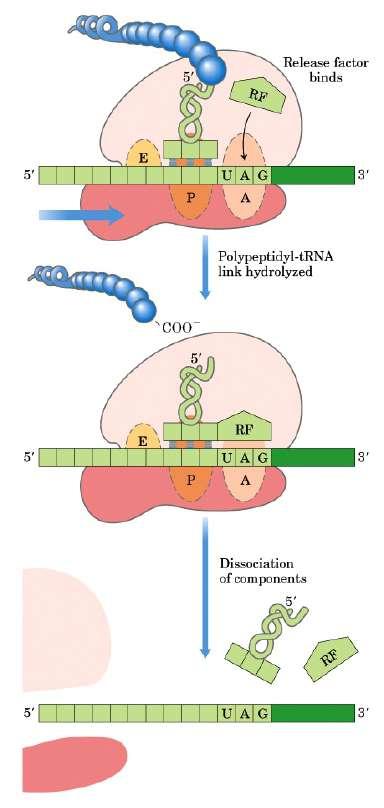 LA TERMINAZIONE La sintesi proteica è terminata da fattori di rilascio che riconoscono i codon di stop UAA, UAG o UGA, anche l RNA 16S ha un ruolo chiave, particolarmente