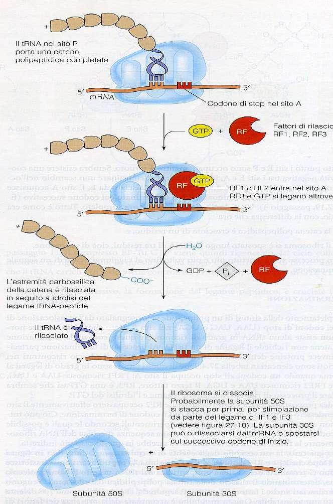 LA TERMINAZIONE I fattori di rilascio agiscono sulla peptidil transferasi, affinché l accettore del peptide attivato sia l acqua invece del gruppo aminico, idrolizzando il legame fra il