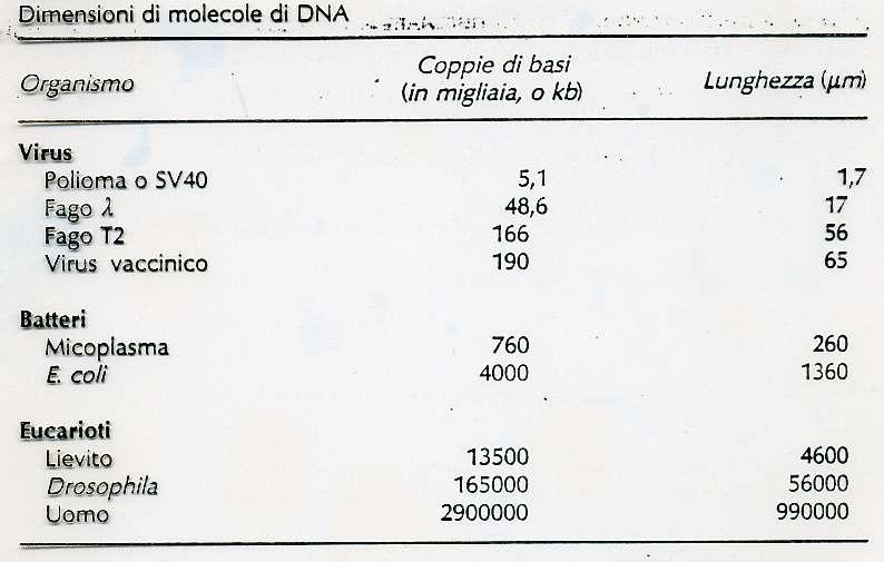LE MOLECOLE DI DNA SONO MOLTO LUNGHE ANCHE NELLE CELLULE PIÙ