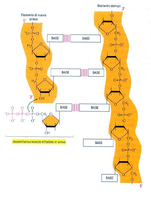 LA SINTESI DEL DNA La reazione catalizzata consiste nell unione nucleofilica del terminale 3- OH del primer all atomo di fosforo più interno di un deossiribonucleoside trifosfato, per formare un