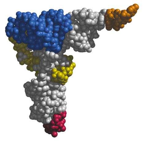 L RNA TRANSFER (trna( trna) Il trna porta la forma attivata degli aminoacidi ai ribosomi, nella sequenza determinata dallo stampo di