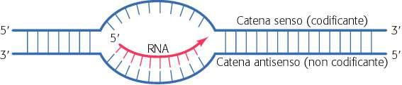 LA SINTESI DELL RNA Le RNA polimerasi catalizzano la reazione di sintesi in direzione 5 3 ; necessitano per