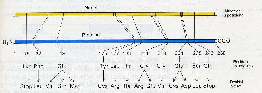 C È COLINEARITÀ (CORRISPONDENZA LINEARE) TRA UN GENE ED IL SUO PRODOTTO POLIPEPTIDICO Uno studio dei mutanti di E.