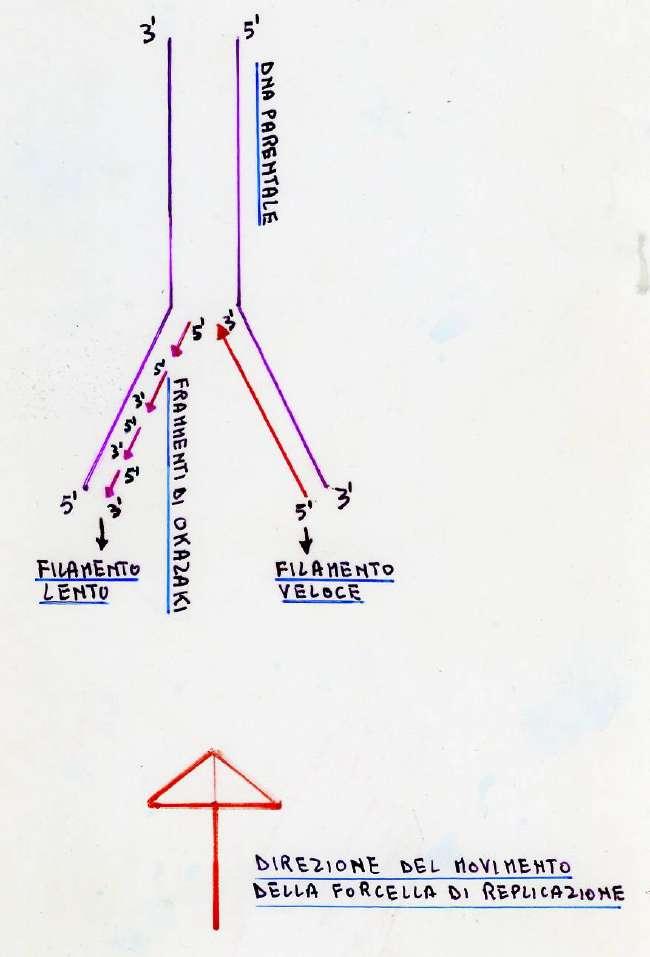 LA REPLICAZIONE DEL DNA IN E.