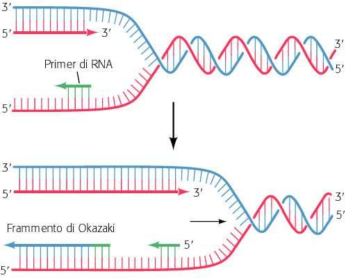 LA REPLICAZIONE DEL DNA La sintesi del DNA è discontinua: un filamento viene sintetizzato in frammenti ed uno in modo continuo. La catena di comando viene sintetizza in modo continuo.