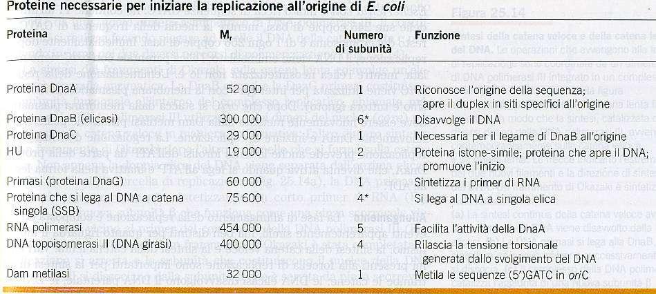 LE PROTEINE NECESSARIE PER