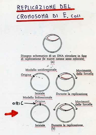 con l apertura del