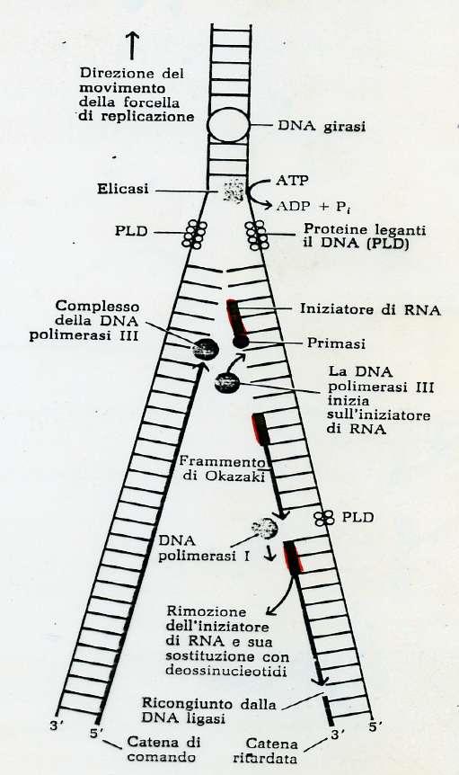 L INIZIO Il complesso Dna A, B, C apre la doppia elica, in particolare, la Dna B (elicasi) catalizza la sua apertura (favorita da ATP), la proteina SSB stabilizza la porzione di DNA a singolo