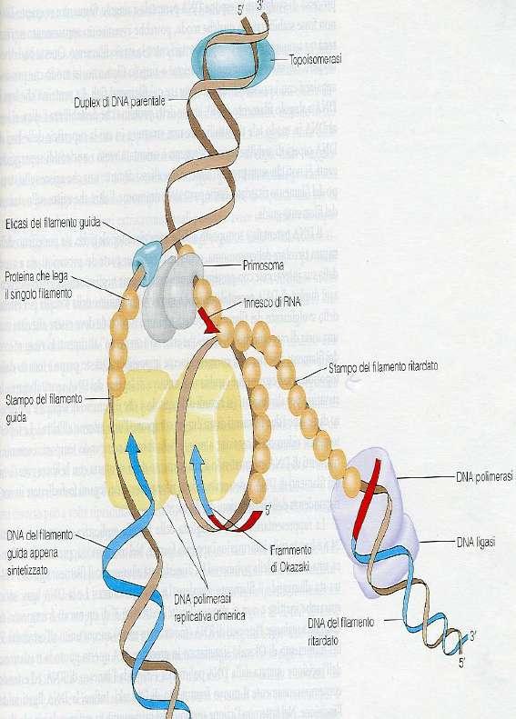 L ALLUNGAMENTO Le RNA polimerasi possono iniziare le catene senza primer, perché non esaminano la coppia di basi precedente; l RNA primer é a bassa fedeltá, perché