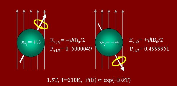 Livelli energetici La probabilità che si abbia spin up è pari a