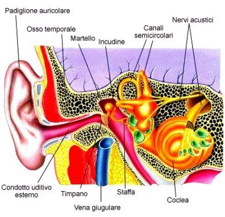 Orecchio esterno: Padiglione auricolare e condotto uditivo esterno. Il primo ha il compito di convogliare i suoni al condotto uditivo.