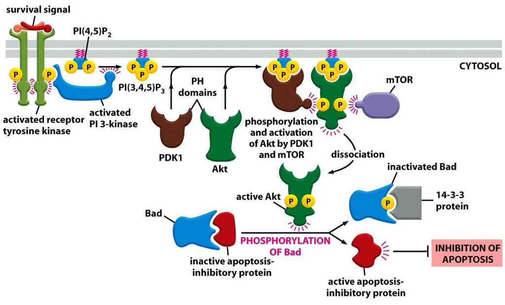 Fosfoinositide 3-chinasi Figure 15-64
