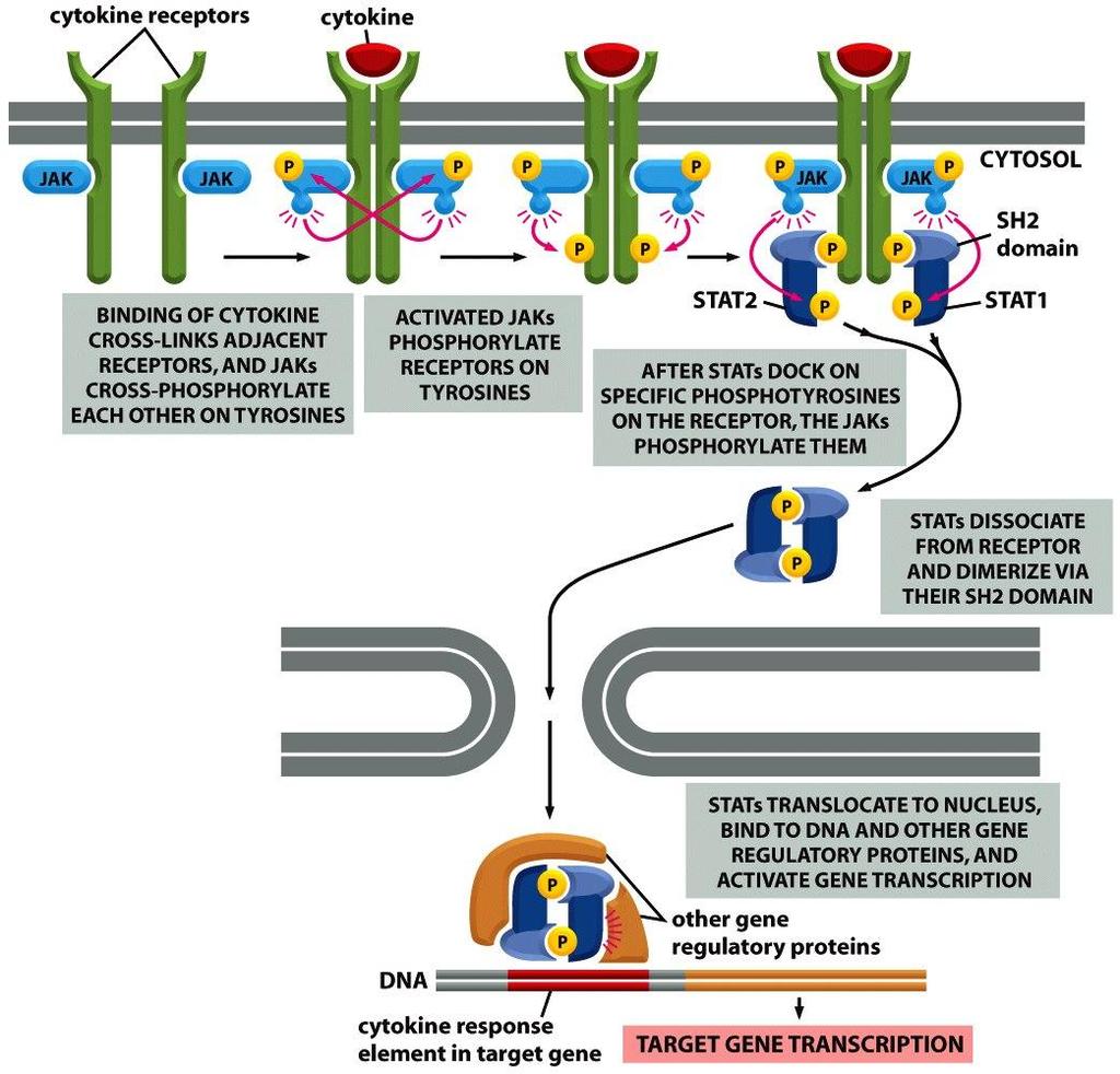 Via di segnalazione JAK - STAT I recettori delle citochine sono spesse volte associati con tirosine chinasi citoplasmatiche chiamate chinasi Janus che