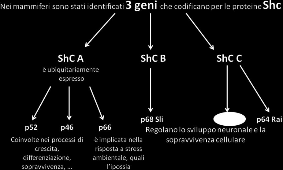 recettori accoppiati a proteine G, recettori ormonali, recettori per l antigene, ecc In particolare le proteine adattatrici ShC sono immediato substrato delle tirosin chianasi e potrebbero avere un