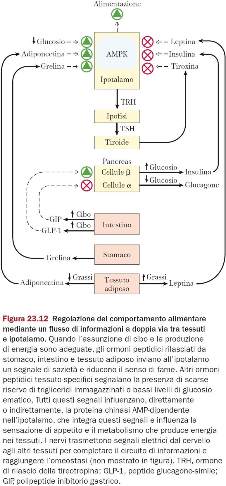 Segnalazione dal